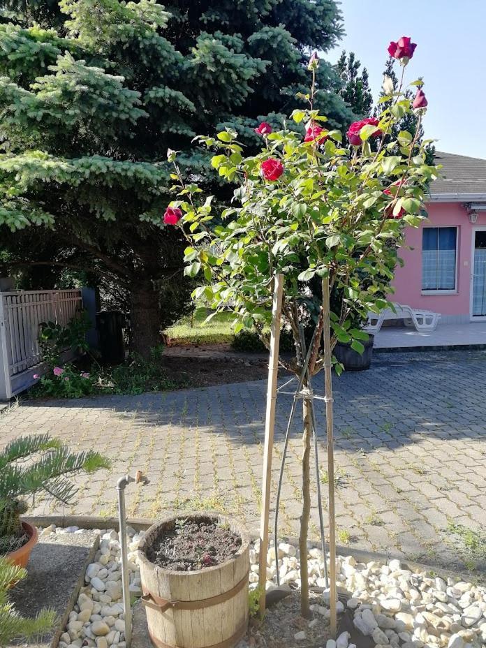 Fészek Apartmanház Vonyarcvashegy Esterno foto